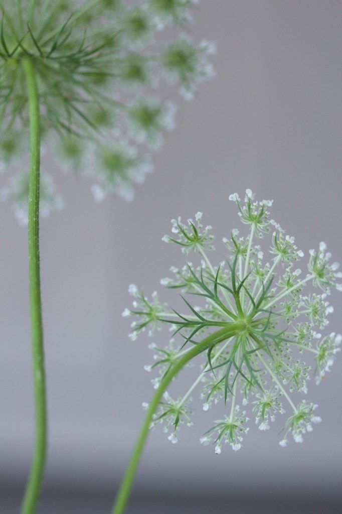 Queen Anne's Lace