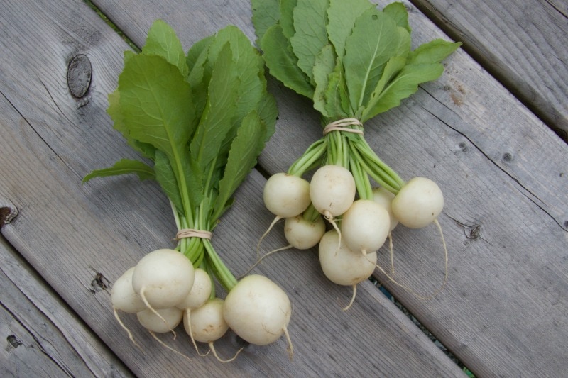 Hakueri Turnips