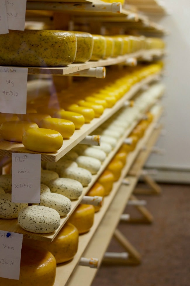 Gouda cheese rows